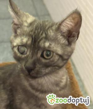 Do adopcji Zgierz