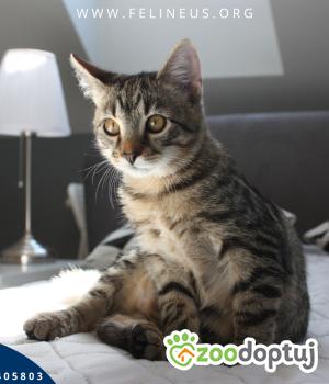 Do adopcji Rzeszów