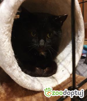 Do adopcji Poznań