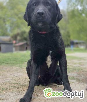 Do adopcji Zgierz