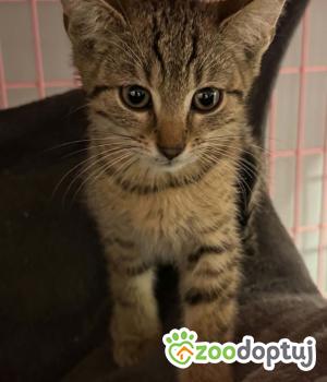 Do adopcji Zgierz