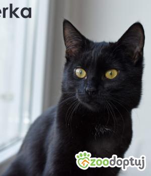 Do adopcji Toruń