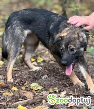 Do adopcji Zgierz
