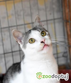 Do adopcji Toruń