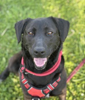 Do adopcji Stalowa Wola