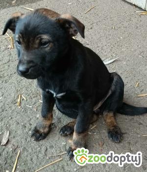 Do adopcji Dąbrowa Tarnowska