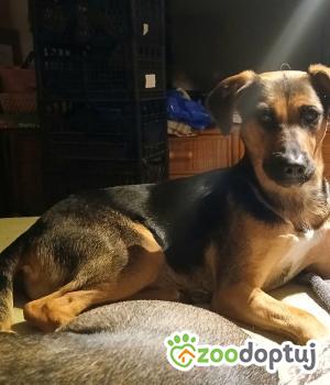 Do adopcji Warszawa