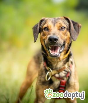 Do adopcji Warszawa