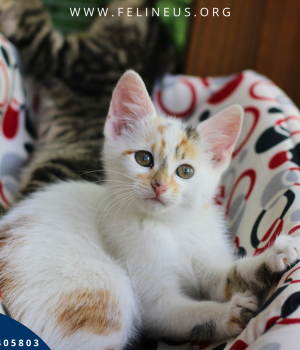 Do adopcji Rzeszów