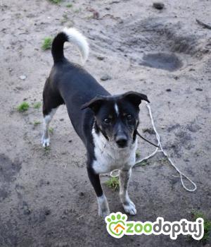 Do adopcji Mielec