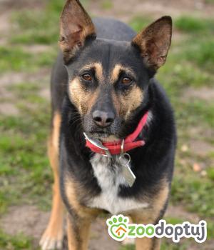 Do adopcji Mielec