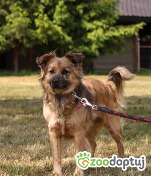 Do adopcji Zgierz