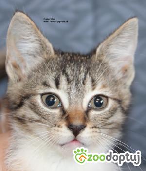 Do adopcji Nowy Dwór Mazowiecki