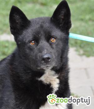 Do adopcji Nowy Dwór Mazowiecki