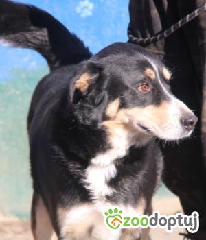 Do adopcji Nowy Dwór Mazowiecki