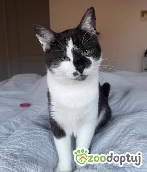Do adopcji Wrocław