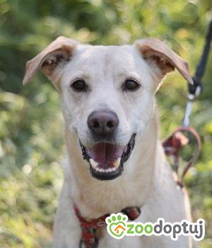 Do adopcji Głogów