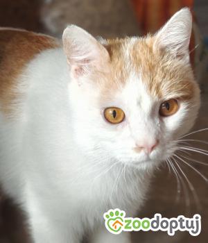 Do adopcji Poznań