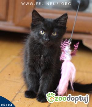 Do adopcji Rzeszów
