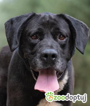 Do adopcji Lublin
