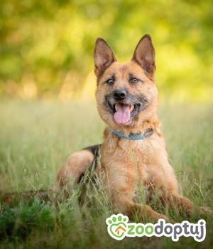 Do adopcji Warszawa