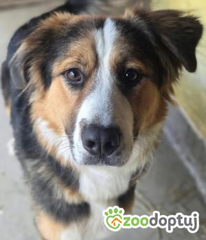 Do adopcji Zgierz