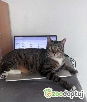 Do adopcji Poznań