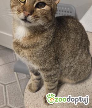 Do adopcji Wrocław