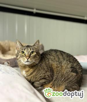 Do adopcji Głowno