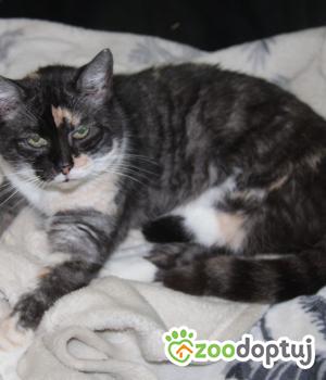 Do adopcji Nowy Dwór Mazowiecki