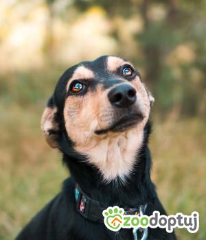 Do adopcji Sompolno