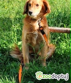 Do adopcji Zgierz
