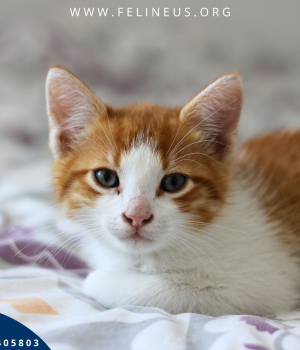 Do adopcji Rzeszów