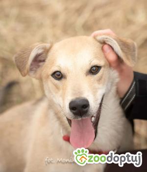 Do adopcji Myślenice