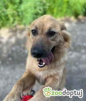 Do adopcji Warszawa
