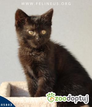 Do adopcji Rzeszów