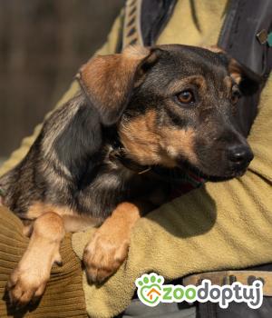 Do adopcji Zgierz