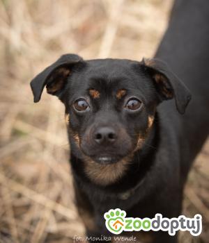 Do adopcji Myślenice