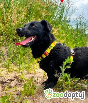 Do adopcji Mielec