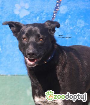 Do adopcji Nowy Dwór Mazowiecki