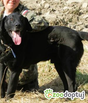 Do adopcji Łódź