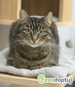 Do adopcji Poznań