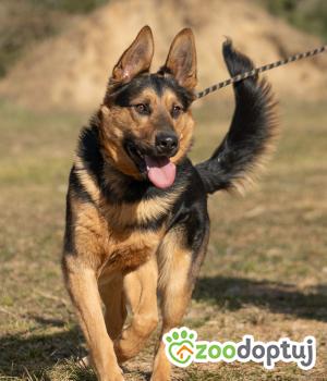 Do adopcji Zgierz
