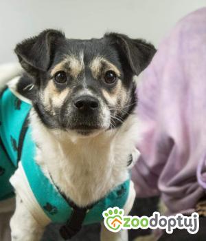 Do adopcji Gdańsk