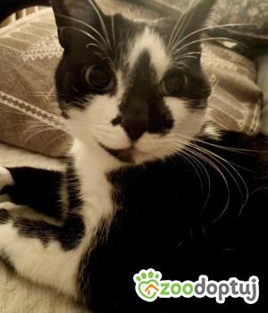 Do adopcji Rybnik