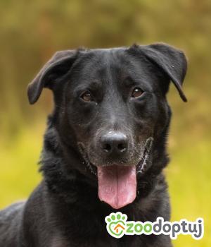 Do adopcji Warszawa