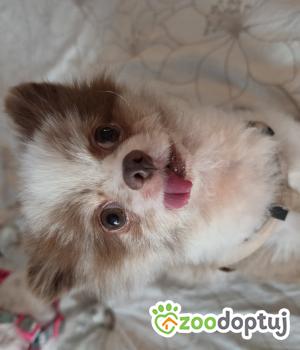 Do adopcji Piaseczno