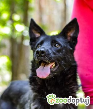 Do adopcji Białobrzegi