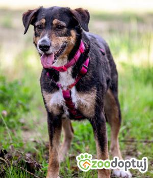 Do adopcji Głogów