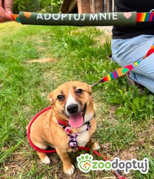 Do adopcji Mielec